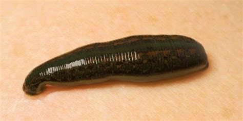 pengajaran daripada alam   datangnya lintah