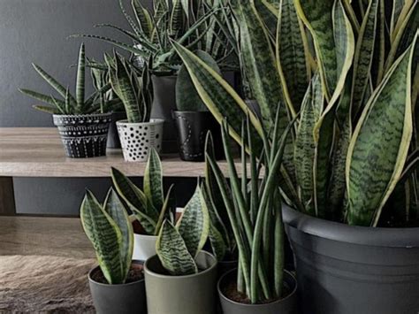 Sansevieria O Lengua De Vaca La Planta De Ornato Que Lo Cura Todo