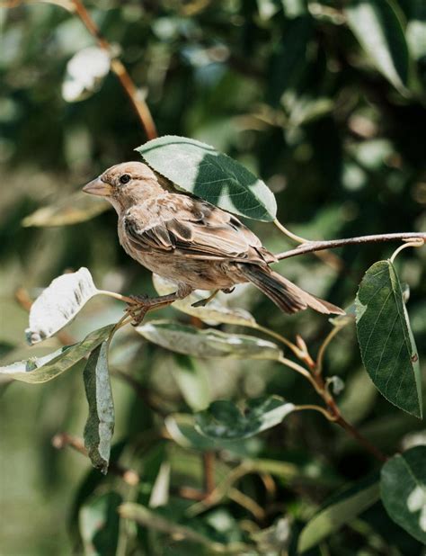 How Do You Attract Finches To Finch Feeders Save The Eagles