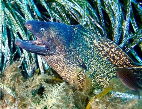 20 Types of Eels: Pictures, Sub-Species, Identification