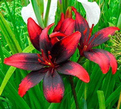 Лилия азиатская, танго Олина