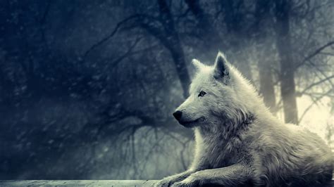 HD wallpaper: white wolf, white wolf lying on ground near tree, forest ...