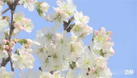 多彩贵州•花漾中国丨今天贵州的色彩是梦幻白