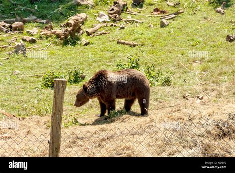 Bear Refuge In Kuterevo Village Croatia Stock Photo Alamy