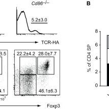 Partially Redundant Role Of CD80 And CD86 For Intrathymic Treg