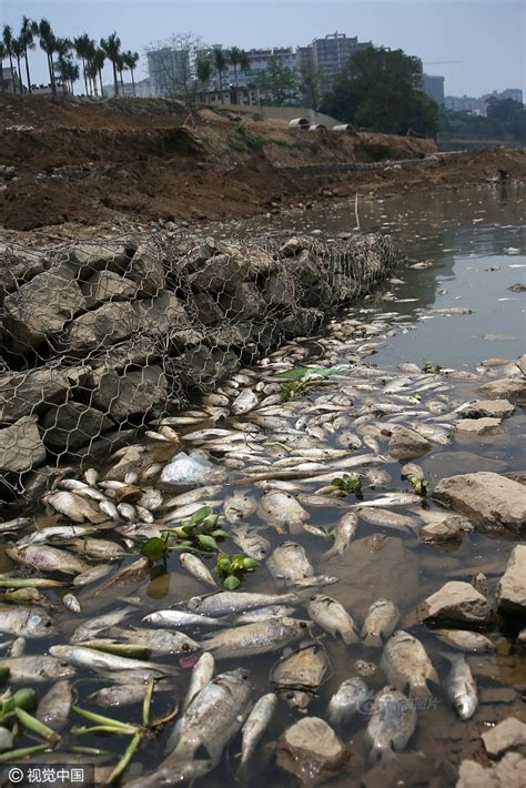 广西南宁：邕江江湾聚集大量死鱼 原因暂时不明深圳绿色光明网