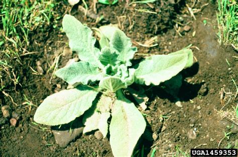 Common Mullein Verbascum Thapsus