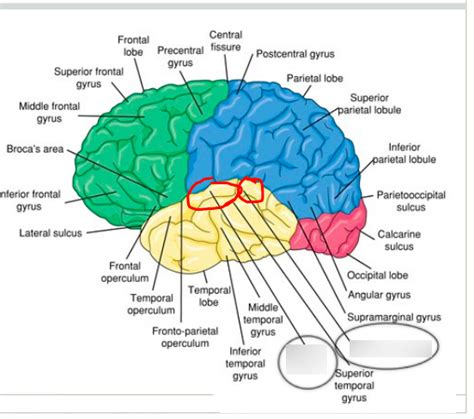 Where Is The Temporal Lobe Located Slideshare