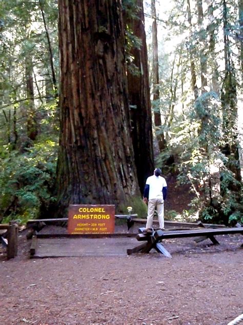 The approximately 1,400 year old Redwood named the "Colonel Armstrong