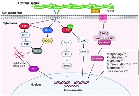 The Outlined Image For Indicating The Representative Cellular