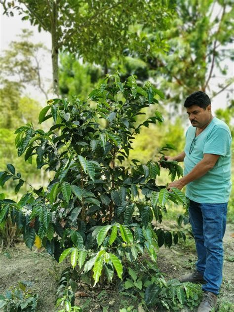 Cartera Narsa Negociaciones Agroindustrial Arevalo S A El Mejor