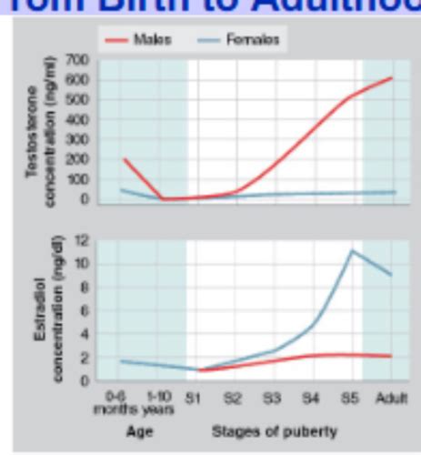 Sex Differences KIN Exam Flashcards Quizlet