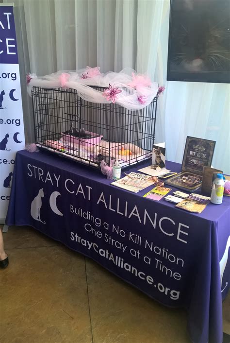 stray cat alliance – The Hollywood 360