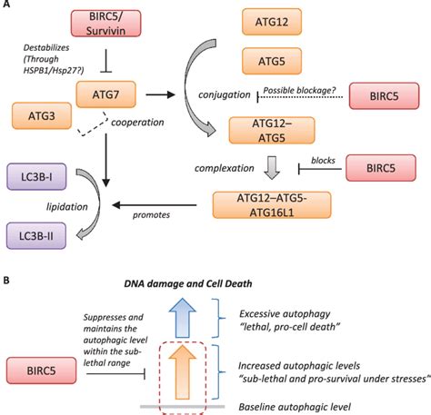 Schematic Diagram Showing The Autophagy Negative Modulating Functions