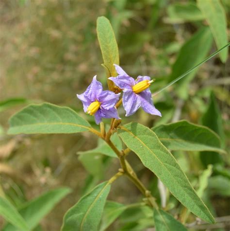 Solanum Campylacanthum · Inaturalist Mexico