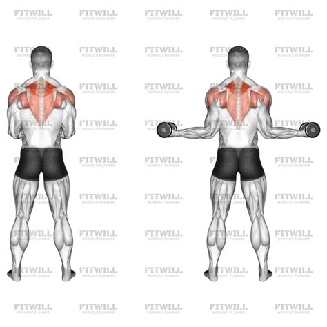 Dumbbell Standing Scapular External Rotation Exercise Guide Video