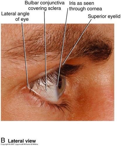 External Eye Conjunctiva Episclera Sclera Flashcards Quizlet