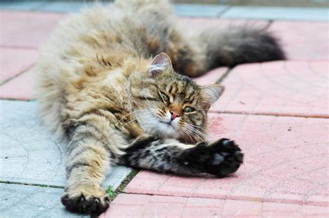 Why Do Cats Stretch So Much Live Science