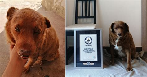 Bobi The 30 Year Old Farm Dog Is Officially The Oldest Pooch Of All