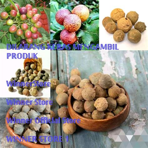 Jual Buah Manjakani Herbal 5 Buah Shopee Indonesia