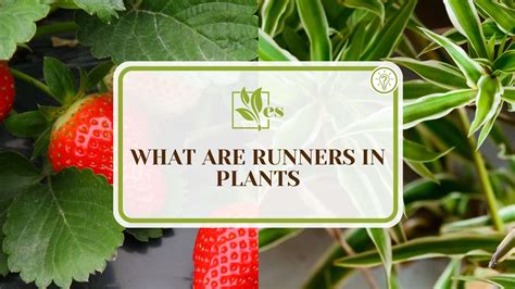 What Are Runners In Plants The Ways To Identify Them Evergreen Seeds