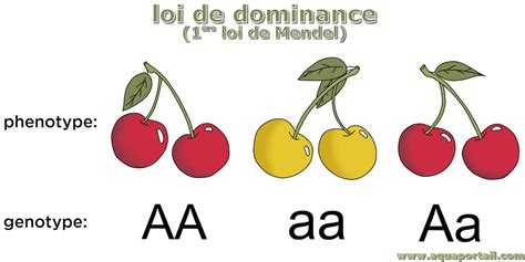 Lois De Mendel Définition Et Explications