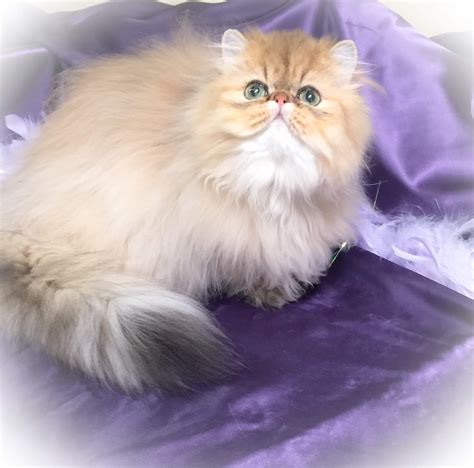 Persian Cat Breed