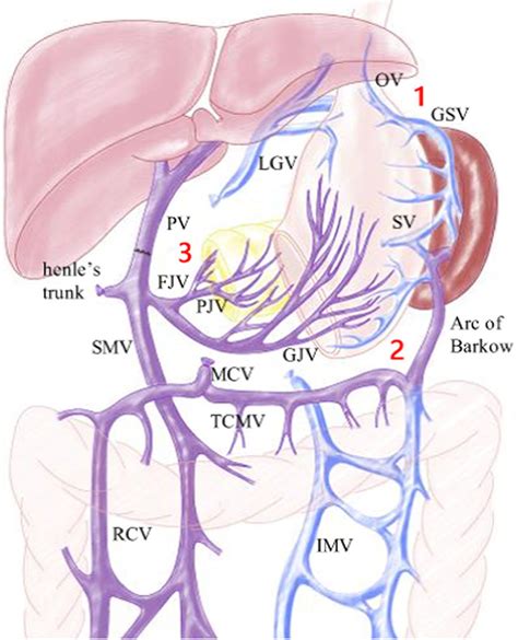 Splenic Vein Anatomy