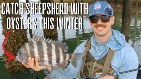 The Next Best Bait For Sheepshead How To Use Oysters To Catch Sheepshead Youtube