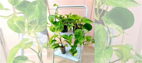 Комнатные растения купить в Тольятти | Товары для дома и дачи | Авито