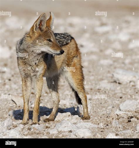 Black Backed Jackal Canis Mesomelas Adult Standing On Arid Ground