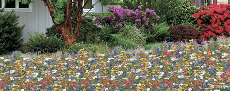 Мавританский газон (142 фото) - фото - картинки и рисунки: скачать ...