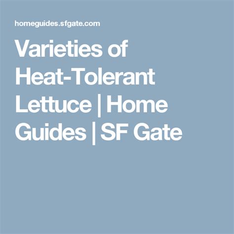 Varieties Of Heat Tolerant Lettuce Tolerant Growing Lettuce Lettuce
