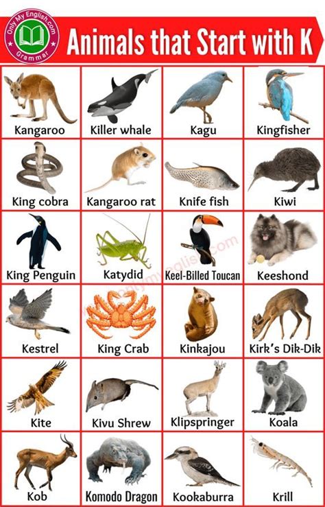 50+ Animals that Start with K | Animals beginning with K ...