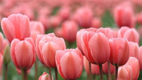 Top 10 Most Beautiful Flowers In The United States Exploring Usa