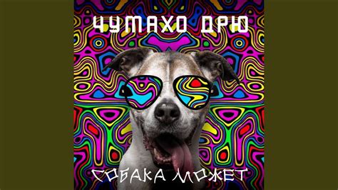 Собака Барабака - YouTube