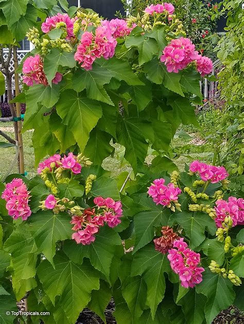 Dombeya x seminole, Tropical Rose Hydrangea video