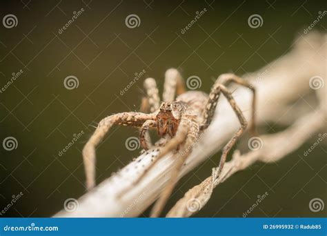 Hunting Spider Stock Photo Image Of Fauna Green Detailed 26995932
