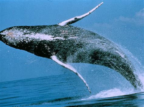 whale animal meaning 8