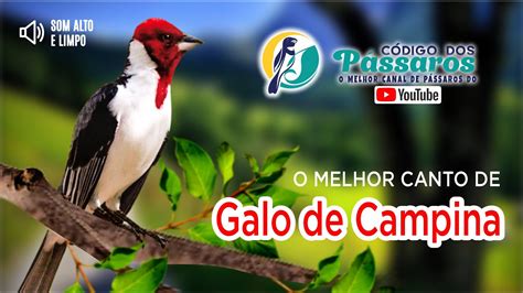 O Canto Do Galo De Campina - Canto De Galo Campina Selvagem - RETOEDU