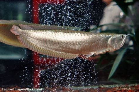 12 Jenis Ikan Arwana Beserta Harga Dan Gambarnya Ikanpedia