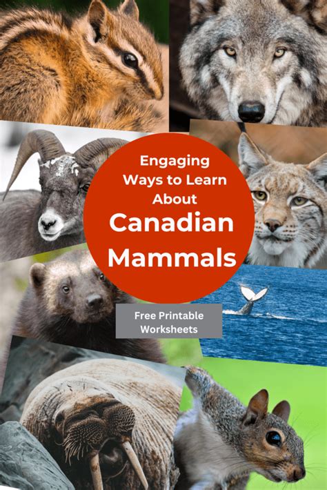 Engaging Ways To Learn About Canadas Mammals