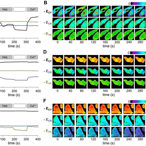 Spectral imaging and FRET analysis. A) Spectral images of HeLa cells ... 