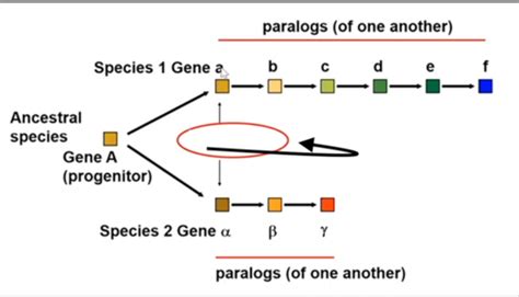 Molecular Biology Flashcards Quizlet