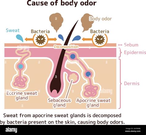 Apocrine Vs Eccrine Sweat Gland