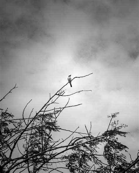 Birdie Bird Free Photo On Pixabay Pixabay