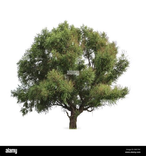 Albero verde immagini e fotografie stock ad alta risoluzione - Alamy
