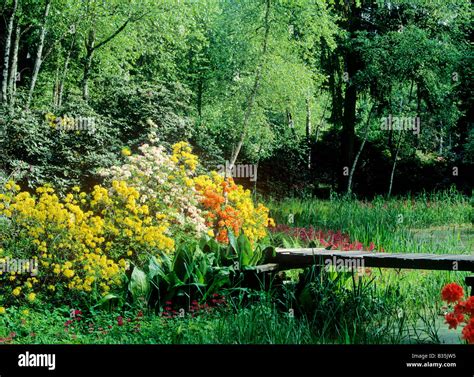 Azaleas And Rhododendrons Flowers In Flower Park Of Seleger Moor Canton