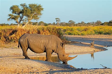 Where Do Rhinos Live Worldatlas