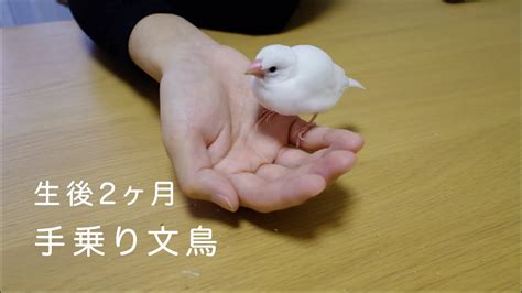 【文鳥】生後2ヶ月 手乗り文鳥 Youtube